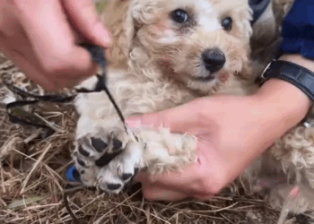 M1110015 Rescue puppies #resuedog #rescue #puppy #dog #rescueanimals part2