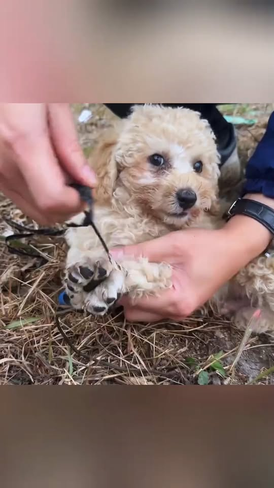 M1110015 Rescue puppies #resuedog #rescue #puppy #dog #rescueanimals part2