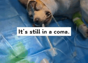 M1110020 I saw a stray dog walking on the road, and there seemed to be something stuck in its head