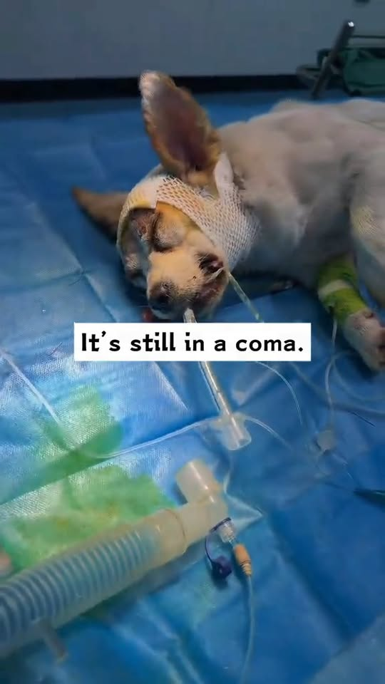 M1110020 I saw a stray dog walking on the road, and there seemed to be something stuck in its head