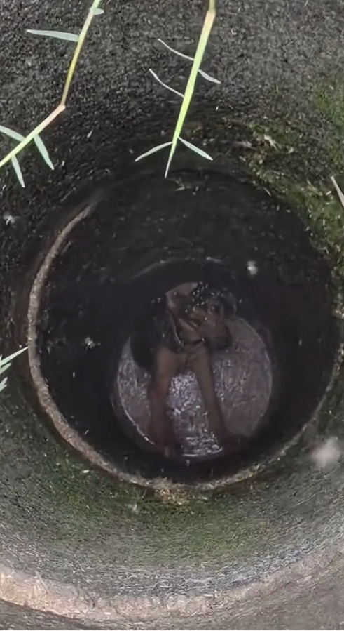 M2809016_dog with a pitiful face#dog #dogsoftiktok #poor #dogvideo #poordogvideo #hhy72462acz _part2