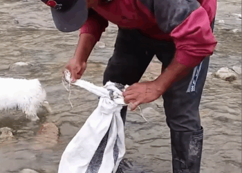 M0111023_I found a bag in the river.#fyp #Rescue #animal #kitten _part2