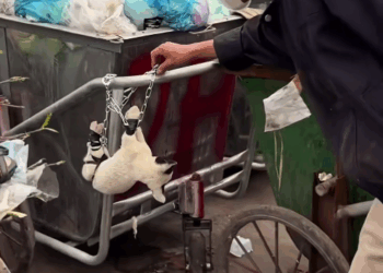 M1111017 Rescue dog landfill #rescue #rescuean