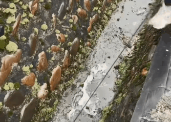 M1111020 On way home, found stray puppy had fallen into ditch#f