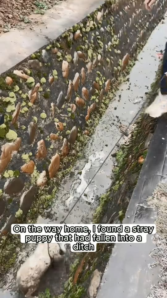 M1111020 On way home, found stray puppy had fallen into ditch#f