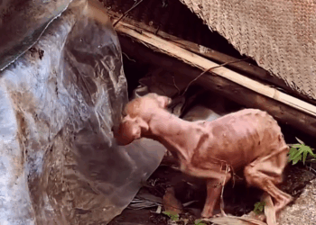 M1111029 My personal finances are limited, thank you your support rewa