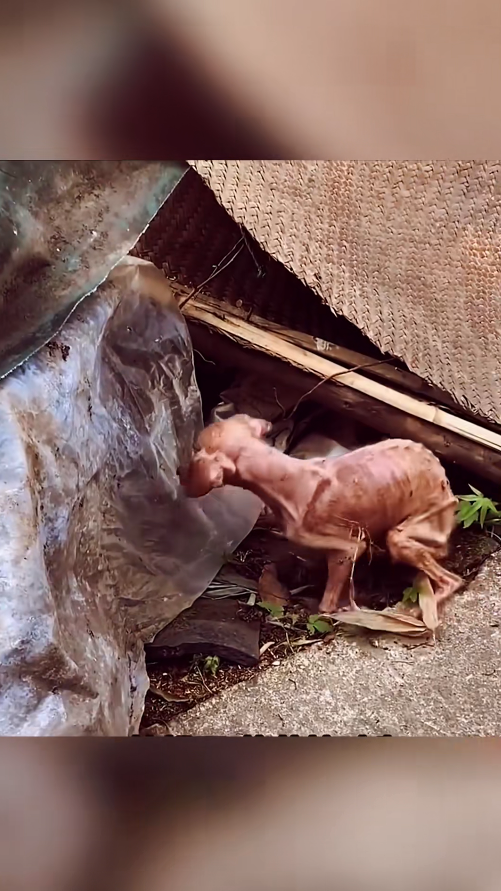 M1111029 My personal finances are limited, thank you your support rewa