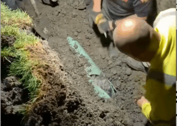 M1511059_Rescue dog Thanks you every one #dog #rescue_part2