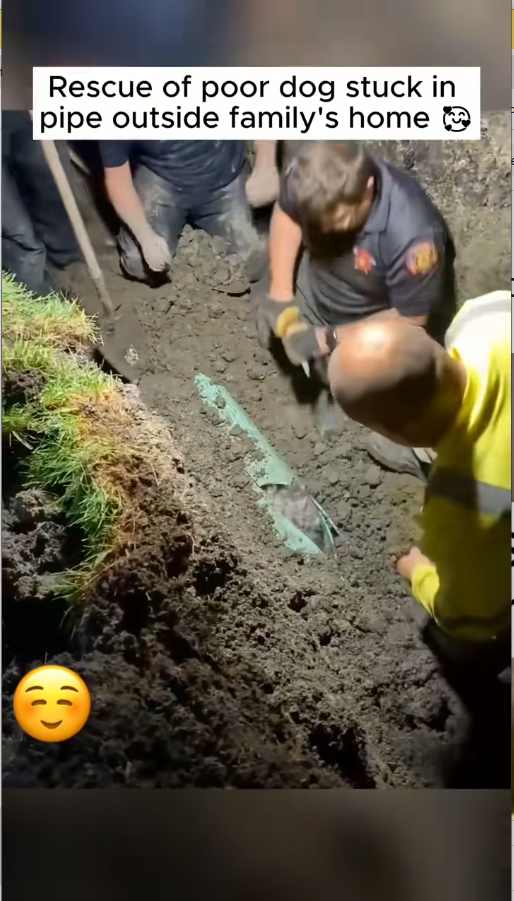 M1511059_Rescue dog Thanks you every one #dog #rescue_part2