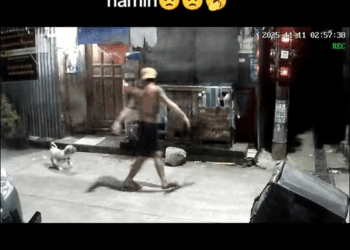 M1511002 The abandoned dog wandered the streets, searching for someone who would care for him.