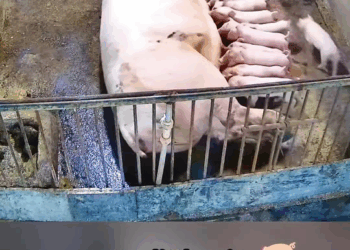 M1511003 poor little pig #pig #pigsoftiktok #animal #animal part2
