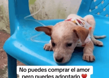 M1511006 Quien puede 4b4ndon4r algo tan lindo part2