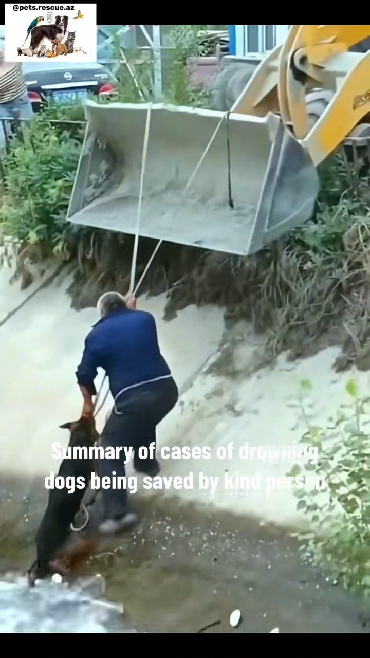 M1511009 Summary of cases of drowning dogs being saved by kind person