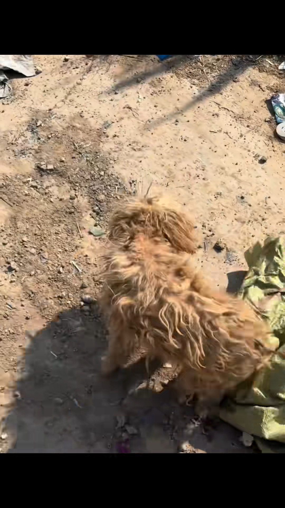 M1511010 Rescue poor dog #pet #fyp #xuhuong #trending #dog #dogsoftiktok #pets