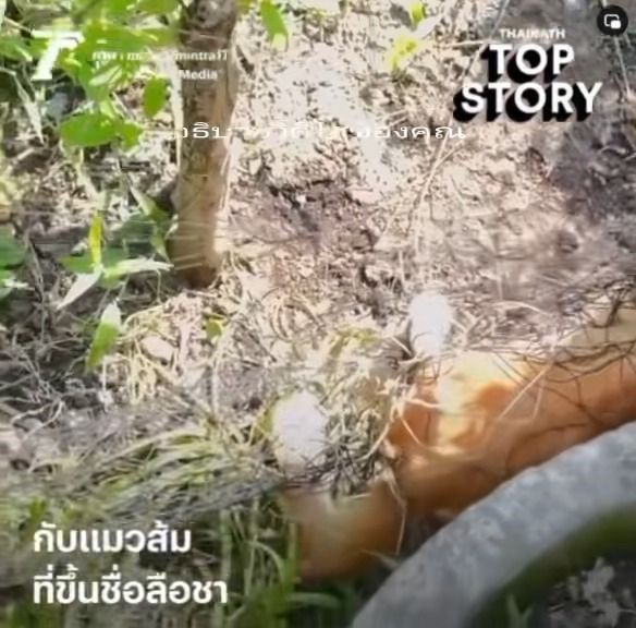 M1511019 Almost gone, #cats #naughtycats #RWAS legs part 2