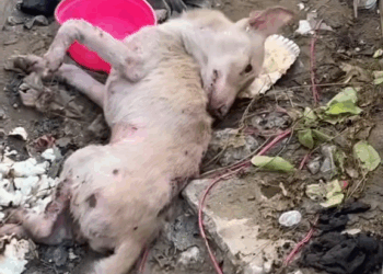 M1511020 Alam niyo sa pagrerescue ko napapatunayan ko na madami din talagang tao na walang pakealam sa mga aso at pusa Raevin Bonifacio Blogs part2