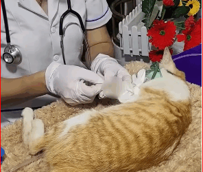 M1511007 Cat got bitten by snake ran to save it then