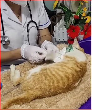 M1511007 Cat got bitten by snake ran to save it then