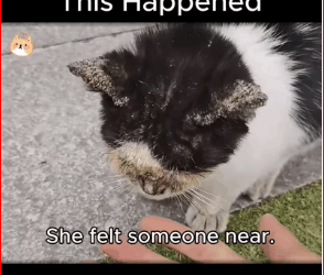 M1511013 We Thought She Was Blind Forever Then Happen