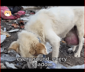 M1511014 Abandoned Like Garbage, But He Not Giving Up