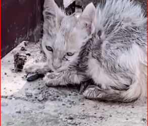 M1511015 Never felt love before, tiny kitten cried joy when lady part2