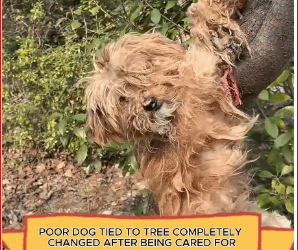 V1511025_Poor dog tied to tree completely changed after being cared #anima…_part2