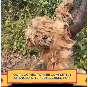 V1511025_Poor dog tied to tree completely changed after being cared #anima…_part2