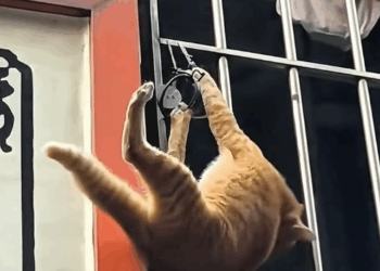 M0111003_#cat #catsoftiktok #poorcat #fyp _part2