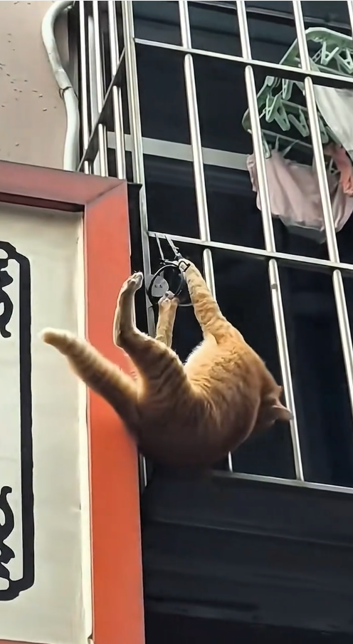 M0111003_#cat #catsoftiktok #poorcat #fyp _part2