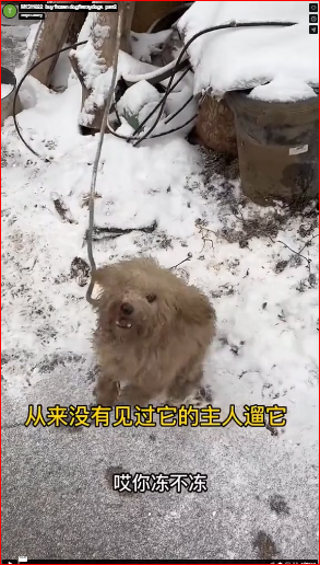 M1511022_buy frozen dog#straydogs_part2