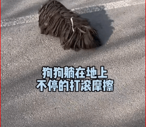 M1511023_bring back another dog#pet #dog #straydogs_part2