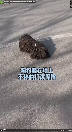 M1511023_bring back another dog#pet #dog #straydogs_part2