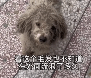 M1511024_Who is so cruel to abandon you #straydogs_part2