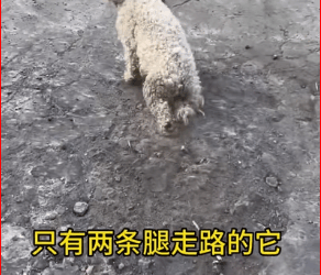 M1511025_poor dog#dog #straydogs #pet_part2