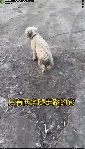 M1511025_poor dog#dog #straydogs #pet_part2