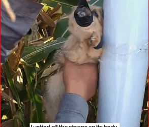 M1511026_saw little dog tied to an iron pole. Its limbs mouth were tie…_part2