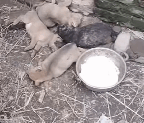 M1511027_#dog #dogsoftiktok #poordog #rescuedog #animals #viralvideo_part2