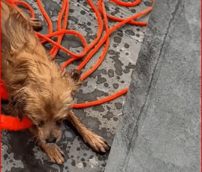 M1511028_#dog #dogsoftiktok #poordog #rescuedog_part2