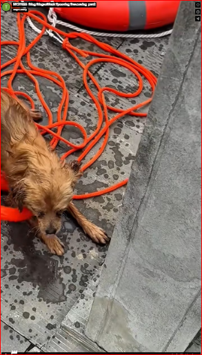 M1511028_#dog #dogsoftiktok #poordog #rescuedog_part2