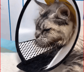 M1511029_#dog #dogsoftiktok #poordog #rescuedog (1)_part2