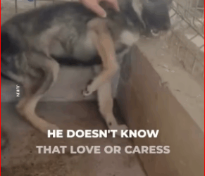 M1511030_Puppy screams in pain when being petted_part2