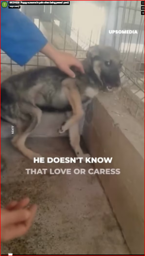 M1511030_Puppy screams in pain when being petted_part2