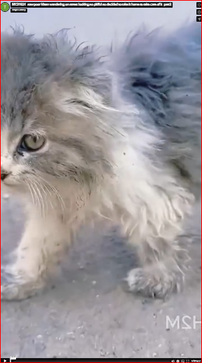 M1511031_saw poor kitten wandering on street looking so pitiful so decided to take it home to take care of it_part2