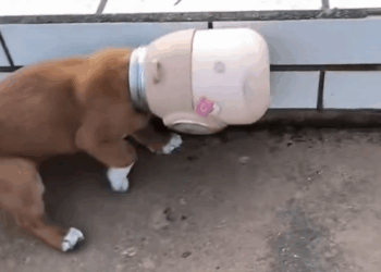 M0111002_#dog #dogsoftiktok #rescuedog #poordog #fyp _part2