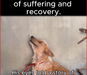 M1511032_Abused Every Day by Its Owner, Corgi Finally. #fyp #trending #re…_part2