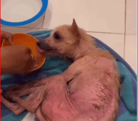 M1511035_Dog Found In Forest Completely Transforms_part2