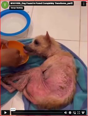 M1511035_Dog Found In Forest Completely Transforms_part2