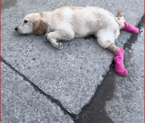 M1511036_Poor dog #pet #xuhuong #fyp #trending #dog_part2