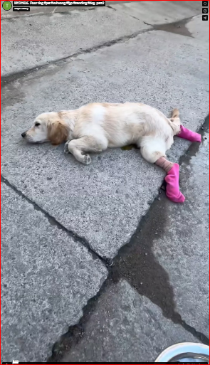 M1511036_Poor dog #pet #xuhuong #fyp #trending #dog_part2