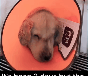 M1511037_dog was a.bu.sed by its owner foe years Thanks_part2